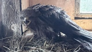 Семья в Зеленодольском районе спасла запутавшегося в леске черного коршуна