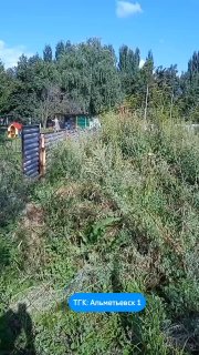 Борщевик угрожает безопасности детского сада в Альметьевске