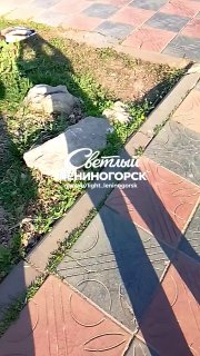 Утки на Нижнем озере дружат с людьми: милое зрелище в Лениногорске