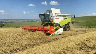 Уборка Урожая Озимой Пшеницы Началась в Лениногорском Районе