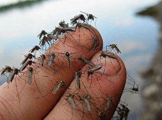 Комары Атакуют: Увеличение Численности на Ближайшие Две Недели