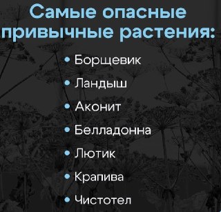 Ядовитые соседи: 7 смертельно опасных растений в России